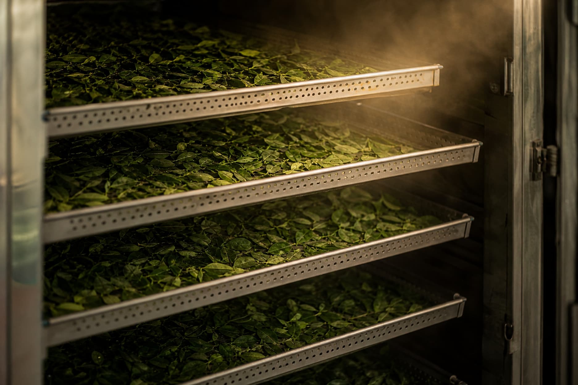 Trays of leaves in a low-temperature drying chamber